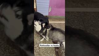 Rottweiler vs husky again | funny fight #reviewreloaded #rottweiler #husky #shorts