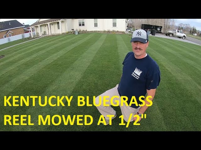 1/2 Inch KENTUCKY BLUEGRASS. Reel Mower class=