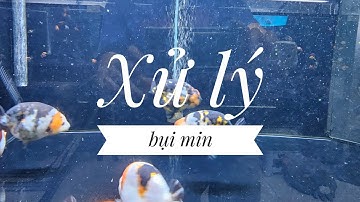 Fish 122: Xử lý bụi mịn hồ cá