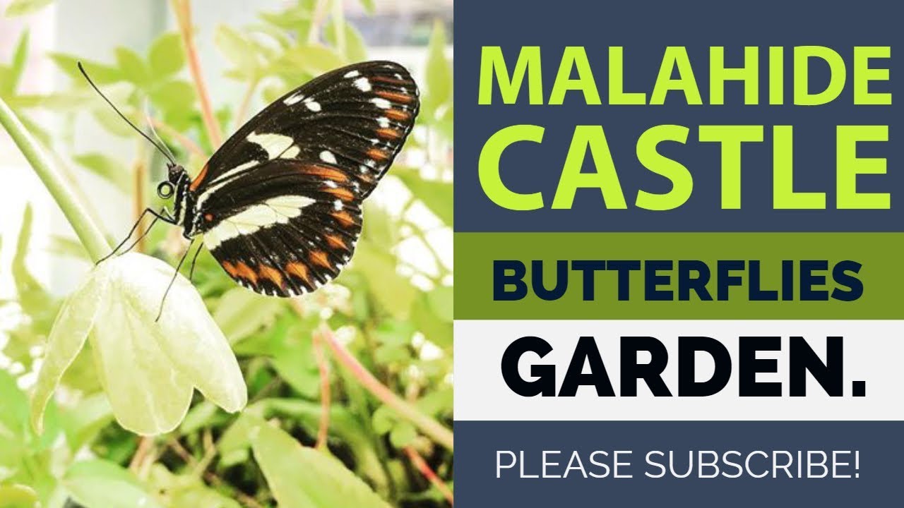 Malahide Castle and Garden Butterflies Garden Dublin Butterfly