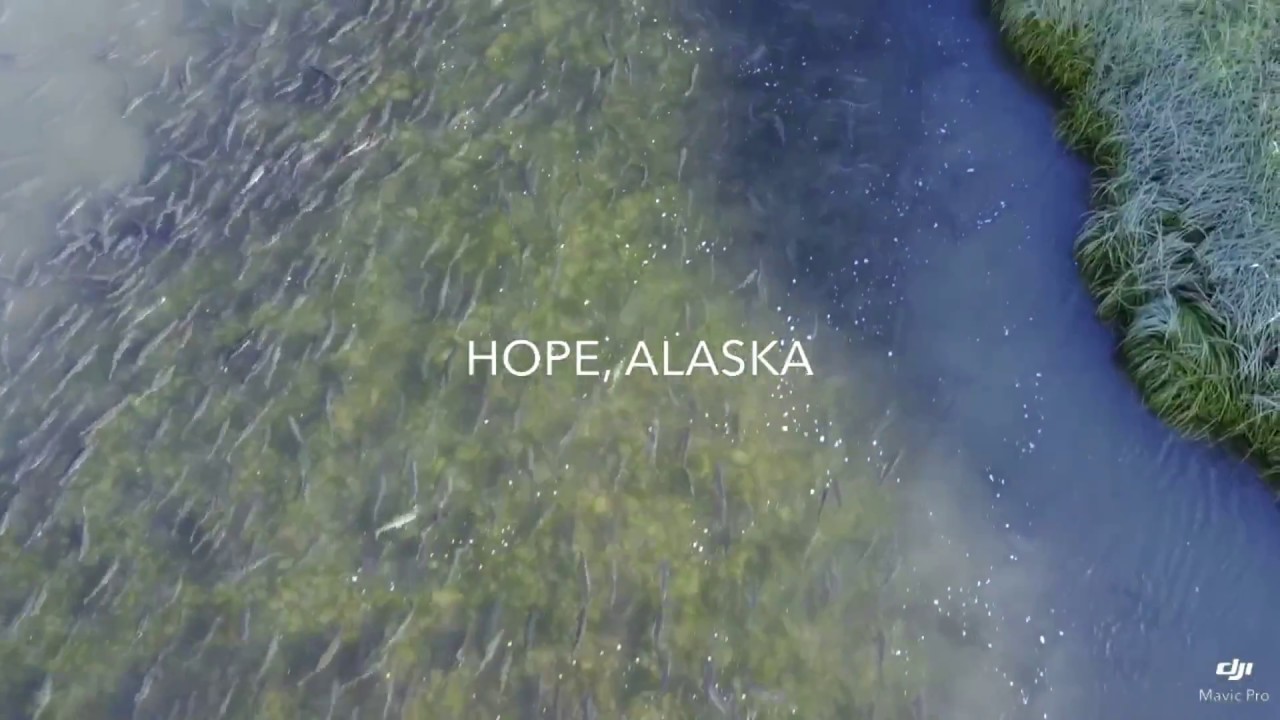 Hope Alaska Salmon Spawning In The Creek YouTube
