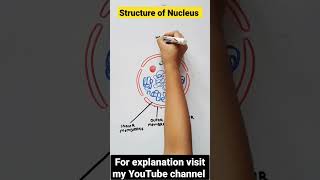 Structure of Nucleus | Cell Organelles #shorts #science #biology