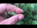 Capsicum Eshbaughii is Very Sticky