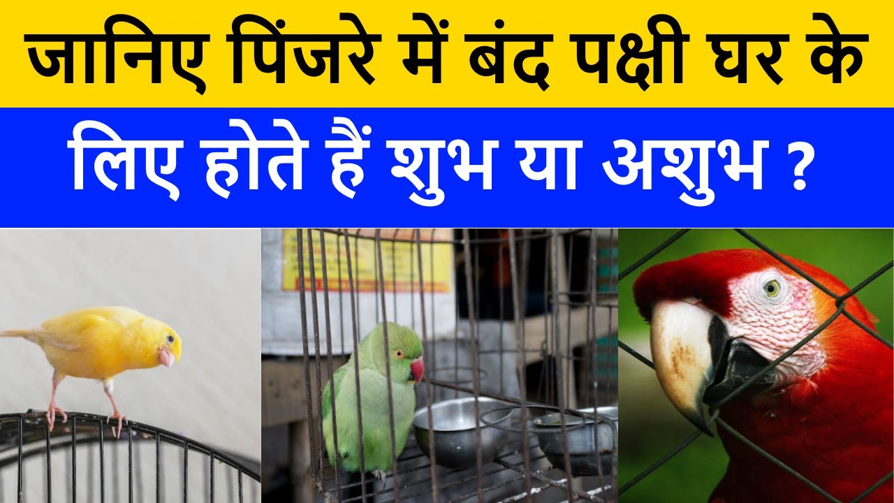 Home Vastu Tips: जानिए पिंजरे में बंद पक्षी घर के लिए होते हैं शुभ या अशुभ | pinjre me band pakshi