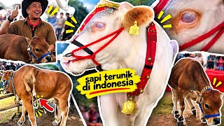 Sapi Terunik Di Indonesia Di Kontes Sapi Appsi Piala Presiden|Ada Sapi De Hakims