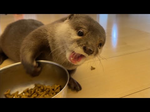 ??????? ??????????????????????????? otter with an interesting way to eat