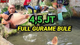 Fishing for Monster Giant Gourami‼️With Si Bolang from Bandung & the MBT Tasikmalaya Group