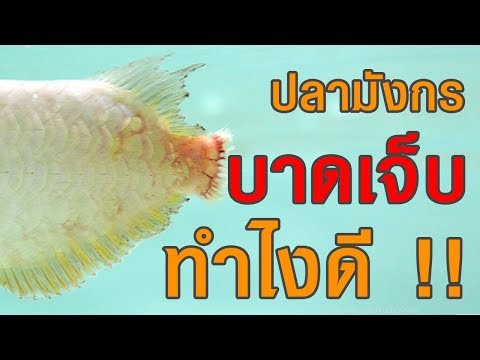 วีดีโอ: เธอคืออะไร ปลามังกร (อโรวาน่า)?