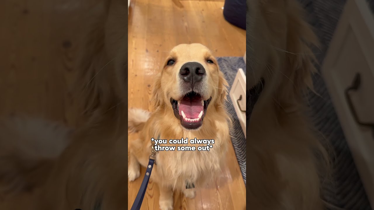 Which Bunk Bed Do I Buy My Dog Dogsofyoutube Dogs Husky Goldenretriever Puppy
