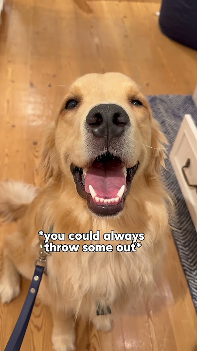 Which bunk bed do I buy my dog? #dogsofyoutube #dog #dogs #husky #goldenretriever #puppy