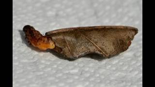 The Strange Leaf Roller Moth