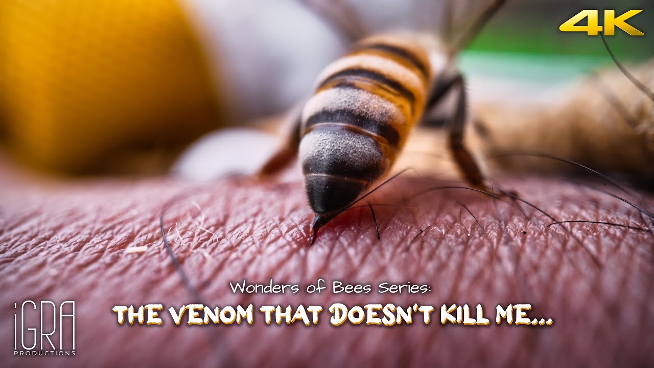 [EN] The Venom That Doesn't Kill Me... | Wonders of Bees Series | iGRA Documentaries