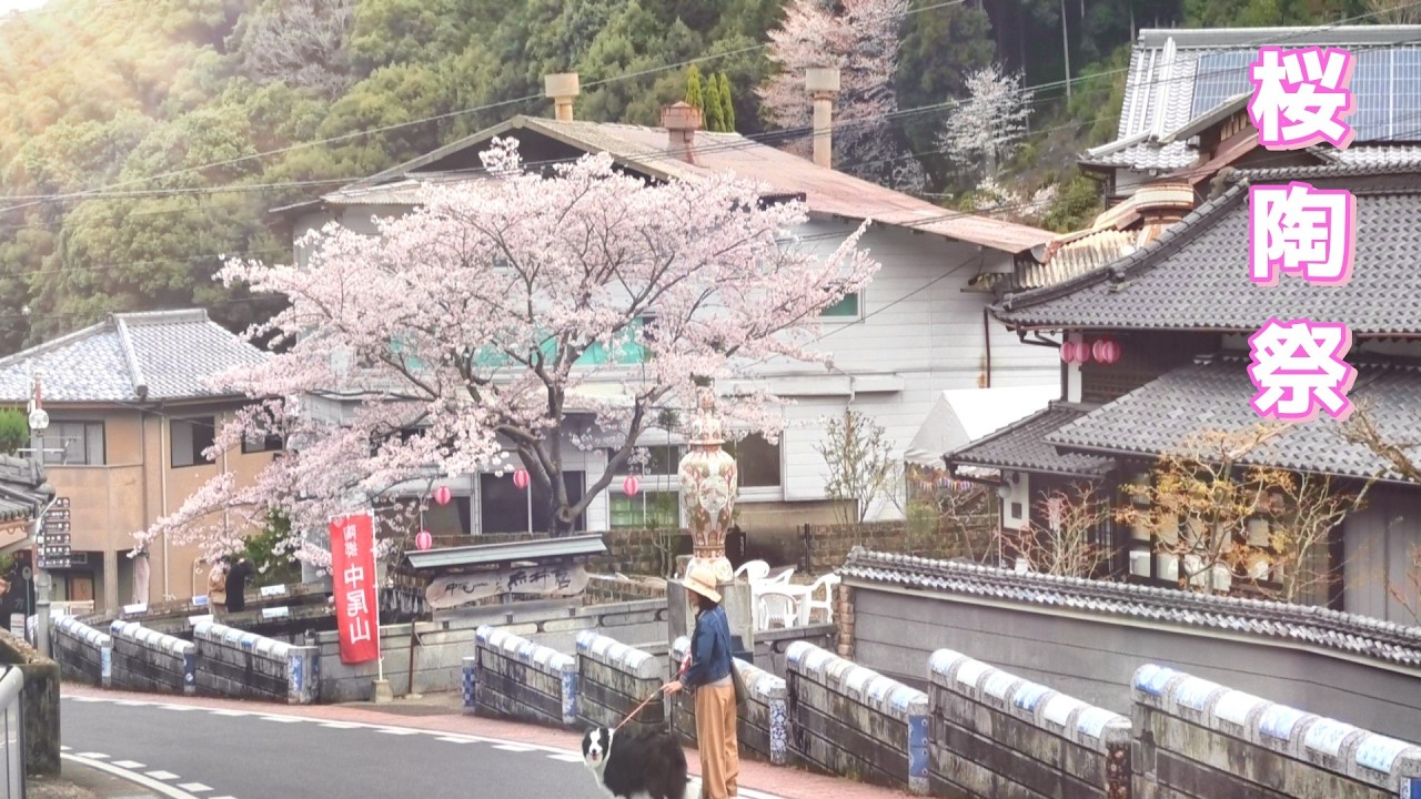 Hasami ware [Sakura Pottery Festival] A tour of kilns in Nakao