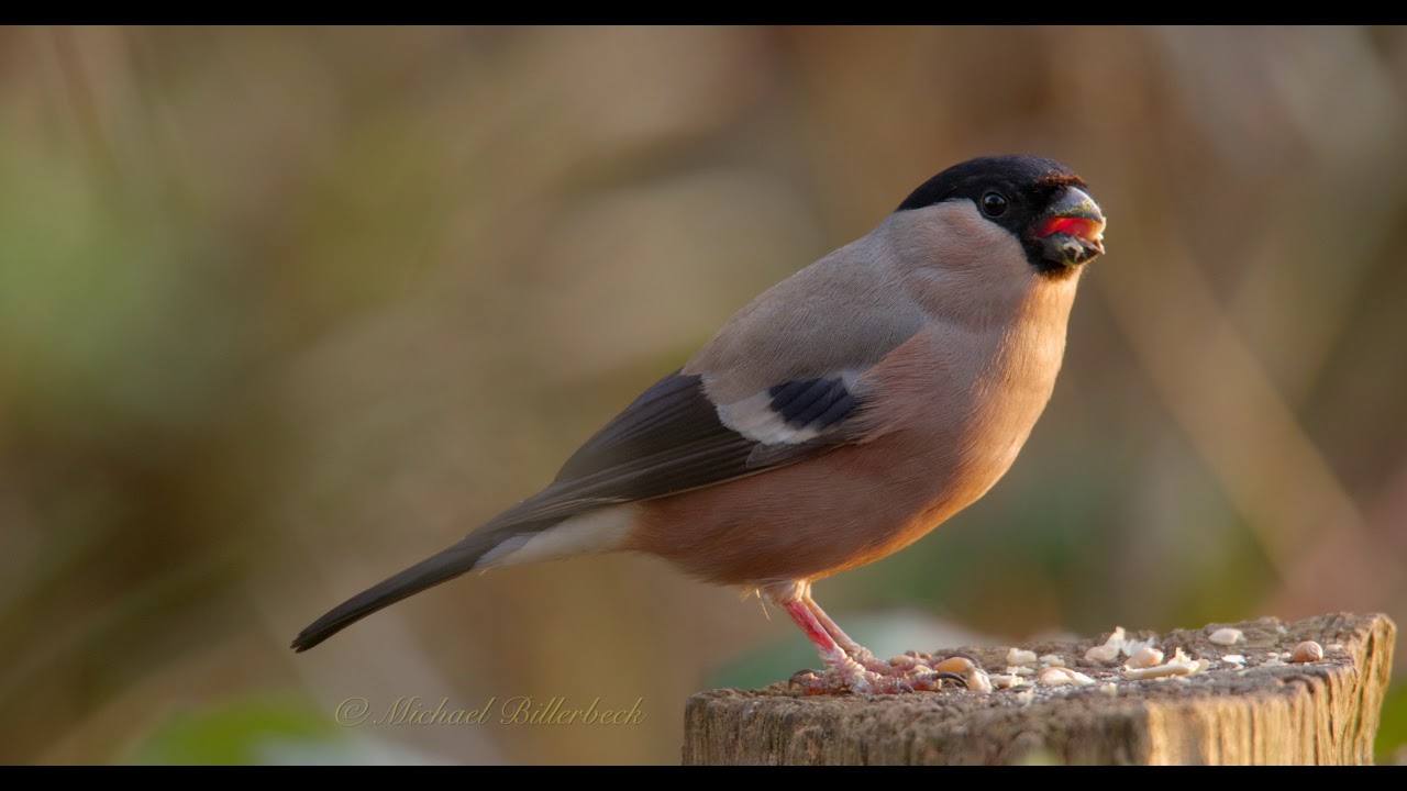 Common Bullfinch or Eurasian Bullfinch (Pyrrhula pyrrhula ♀)
