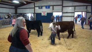 2022 4-H/FFA Steer & Market Hog Show