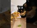 一瞬で犬のオクラを奪うトカゲ #チワワとトカゲの日常