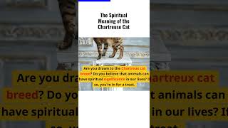 The Spiritual Meaning of the Chartreuse Cat