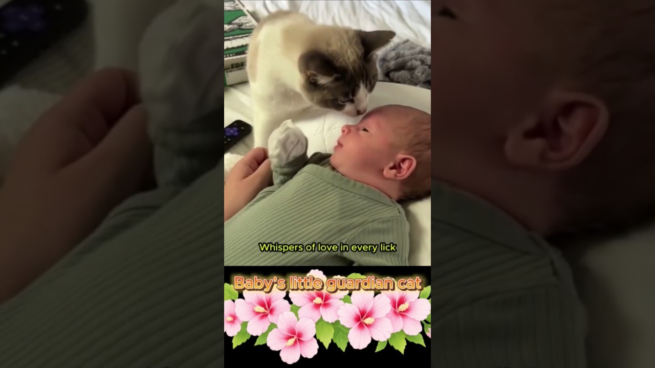Baby’s little guardian cat