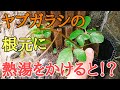 雑草対策|熱湯でヤブガラシの根茎は枯れるのか!?