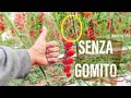 Grappoli Pomodoro SENZA GOMITO [2×1] SUB