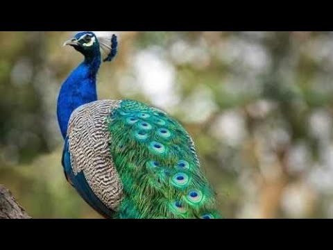 تصویر کوچیک از شهر آلمان فرستنده نصرالله حسینی