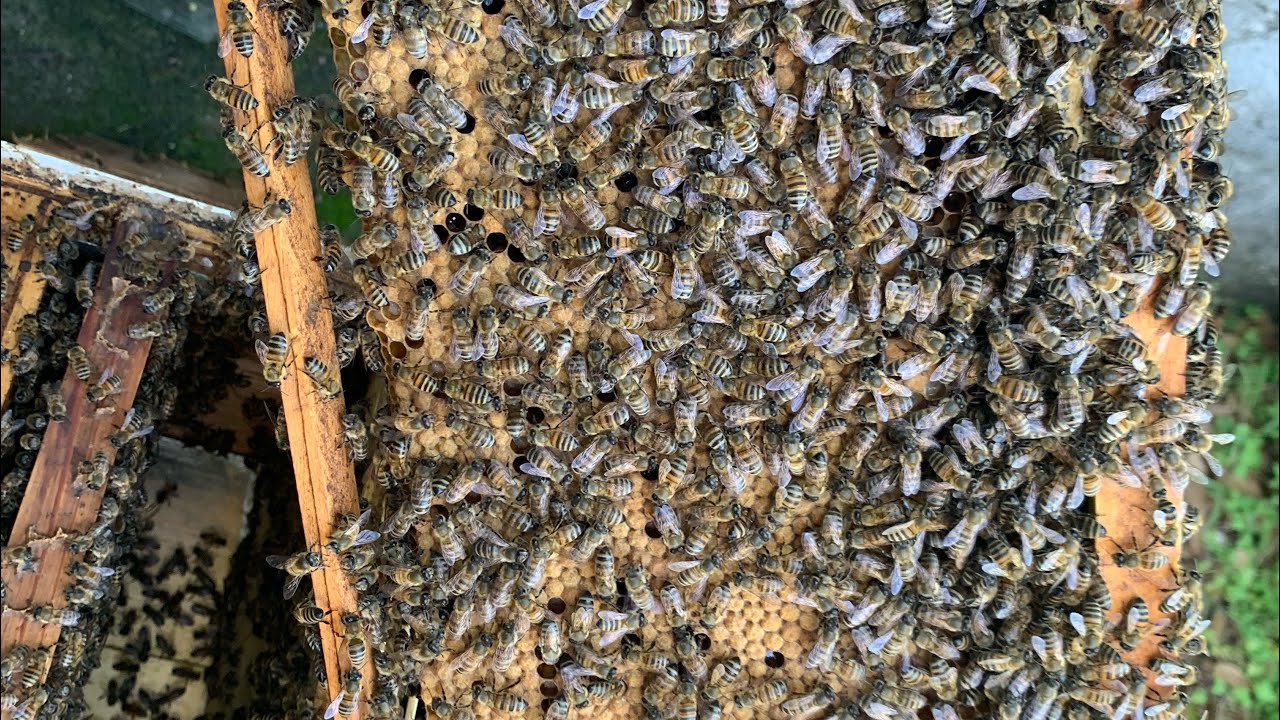 Gestion de la population d’une colonie en vue d’une miellée