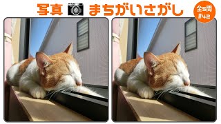 🔴認知症予防に最適🔴3ヶ所間違い探し写真版！脳を刺激して脳力UPの脳トレクイズvol42 screenshot 5