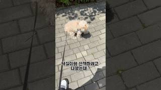 덕실이가 산책하려다가 처음으로 유턴한 순간😅 #아파트 #강아지산책 #아나바다 #래미안 #강아지 #shorts