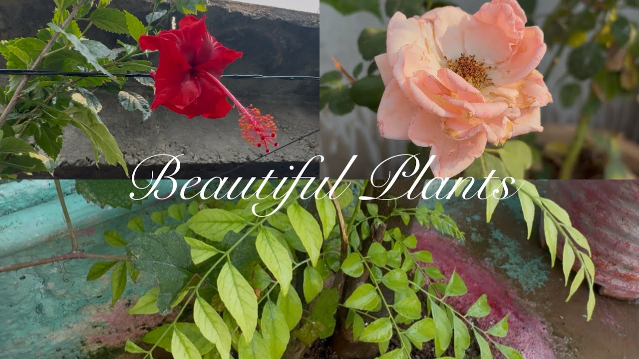 Beautiful  Plants at my grandmothers home💕✨🌱🪴🏠