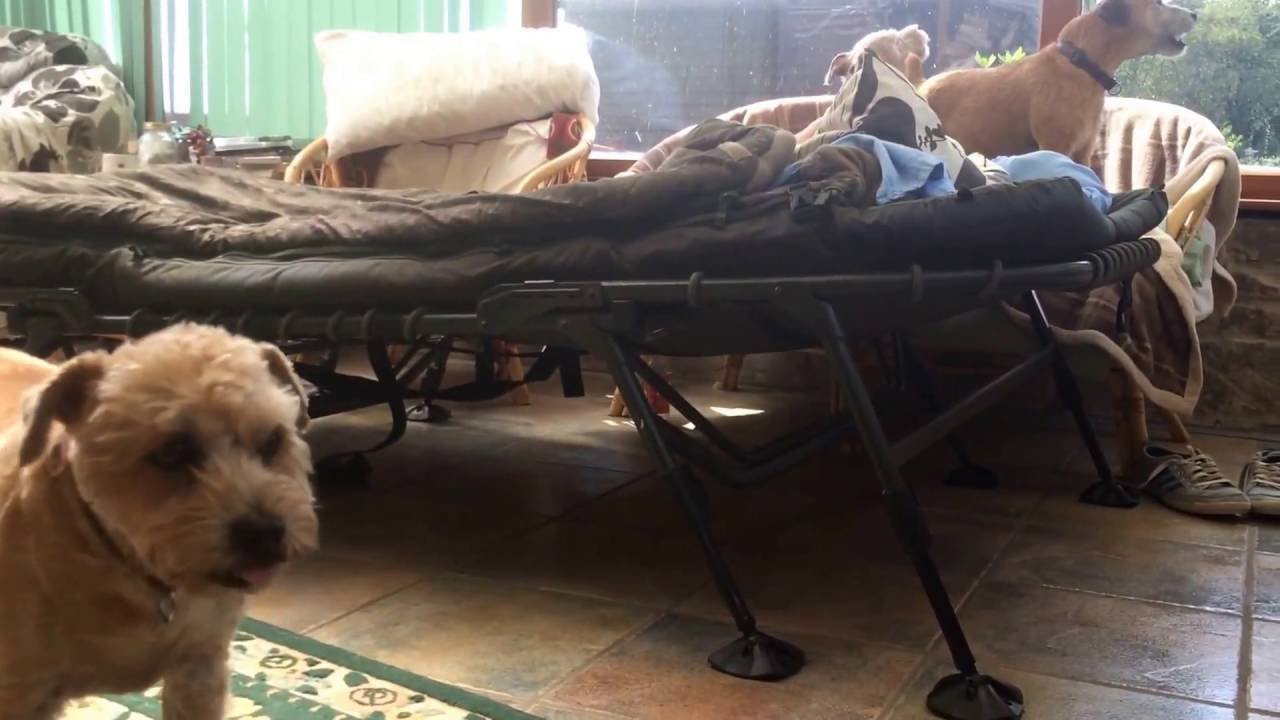 Hereford Holiday in August 2016 Wildlife Walks Dog Grooming and Howling