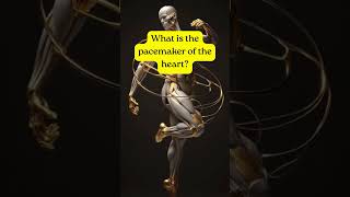 The Structure That Sets Your Heart Rate