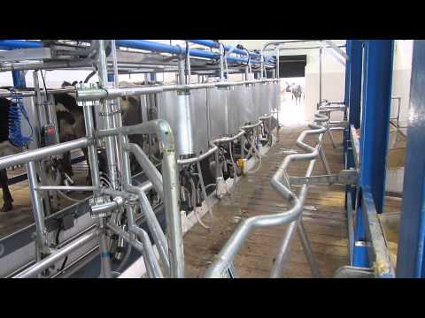 Sala De Ordeño Doble 05 10 Unidades Espina De Pescado Legend 