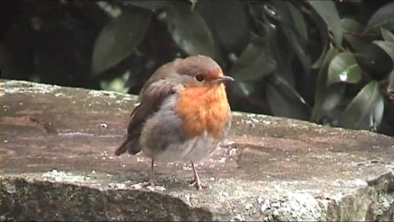 Robin feeding young at food table 1st August 2009 YouTube