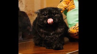 Выброшенный шотландец Ури (часть2) Выброшенный шотландец Ури (часть2)