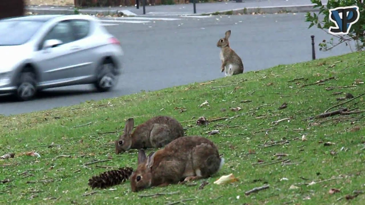 Les lapins de la Porte Maillot