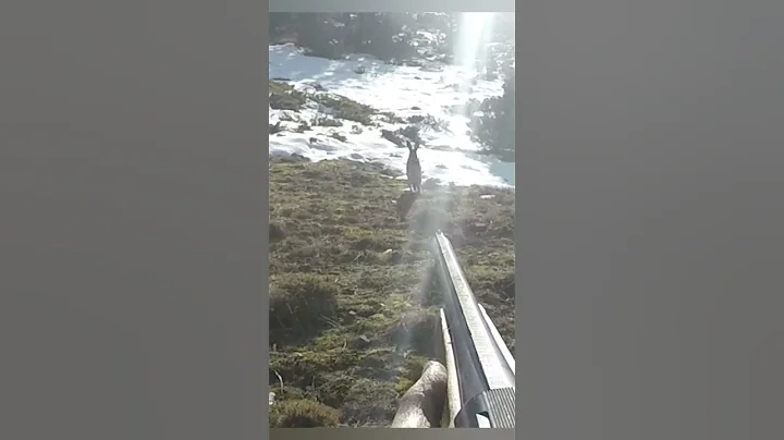 8 Aralık 2024 Mükemmel tavşan avı/Rabbit hunting