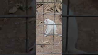 Special white monkey in Uluwatu Temple#Nusadua