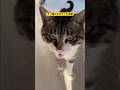 すぐ撫でさせてくれる猫のアフレコ #shorts