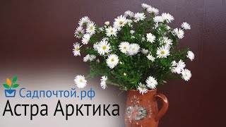 Астра новобельгийская 