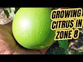 Can You Grow Citrus In The Ground In Zone 8 Can You Grow Citrus In The Ground In Zone 8