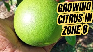 Can You Grow Citrus In The Ground In Zone 8?