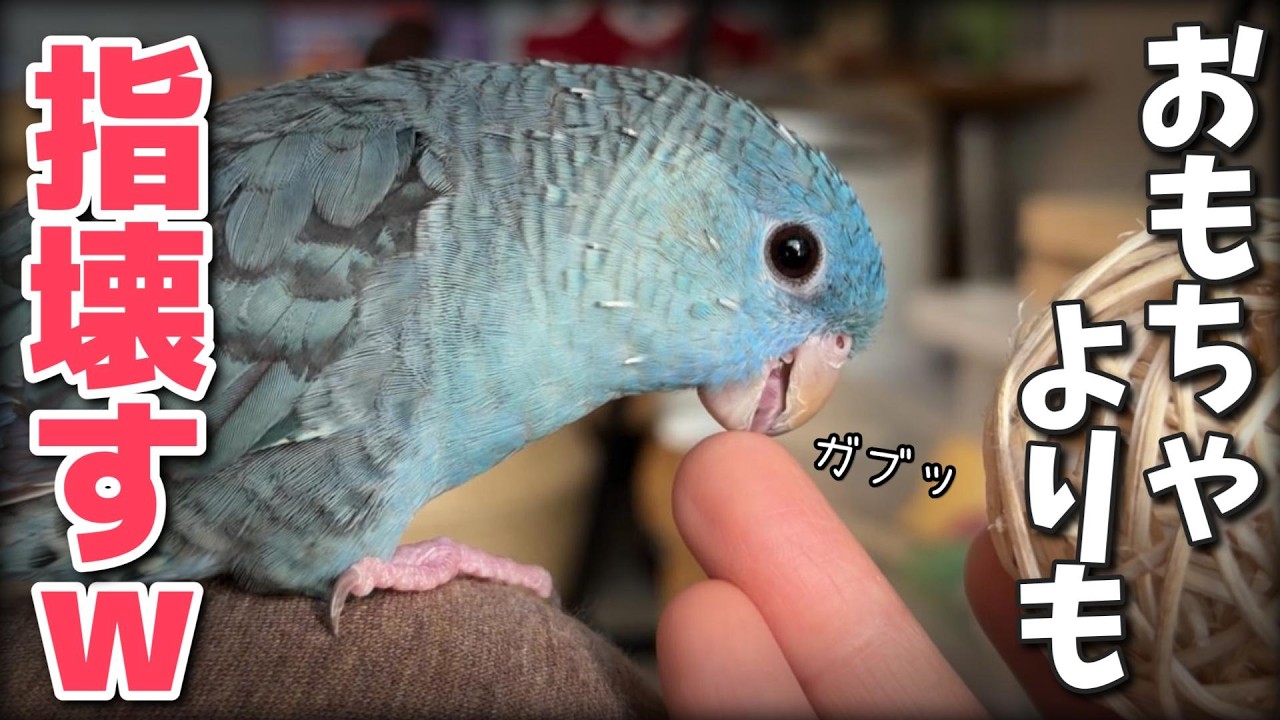 噛む力が強くなった1歳インコが主の指を食べました…【サザナミインコ】