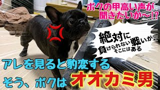 おとなしい犬が〇〇〇を見ると豹変してしまう…[この男凶暴につき]