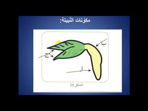 مكونات البذرة