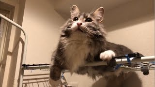釣られてお気に入り場所を離れる猫 ノルウェージャンフォレストキャットSeduced and left the place.Norwegian Forest Cat.