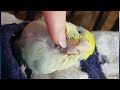 under beak scritches