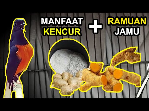 Manfaat Jahe Dan Kencur Untuk Murai Batu