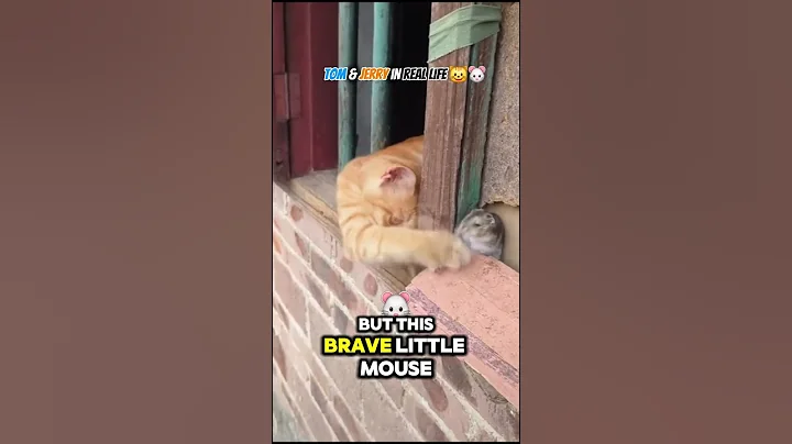 Cat Meets Mouse… But Becomes Best Friends! 🐱🐭💞 #cat #animals #viralshorts