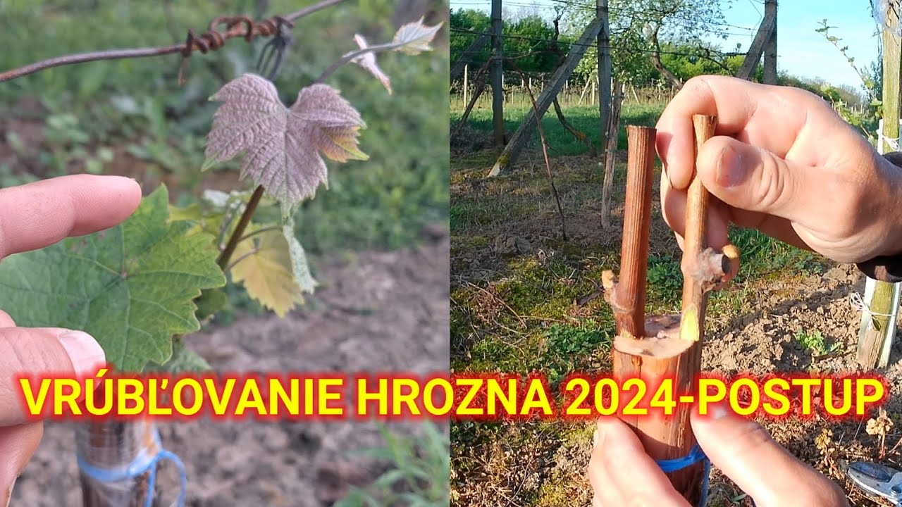 Vrúbľovanie hrozna do starého koreňa 2024 - postup