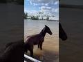 Суга кеткен жылкылар #mz #horse #reels #лошади #атырау #актобе